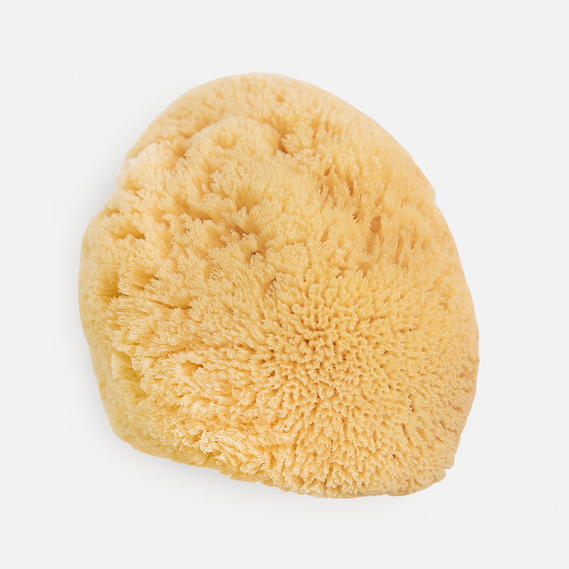 Natural Sea Sponges – BathAccessoriesWholesale